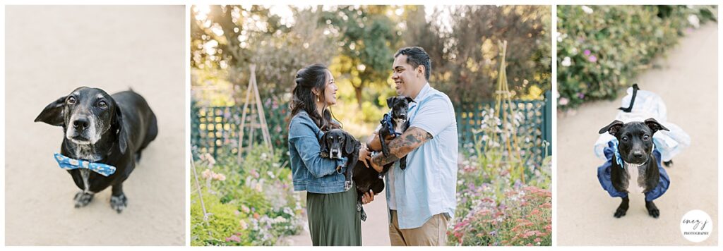 Engagement session with dachshund dogs