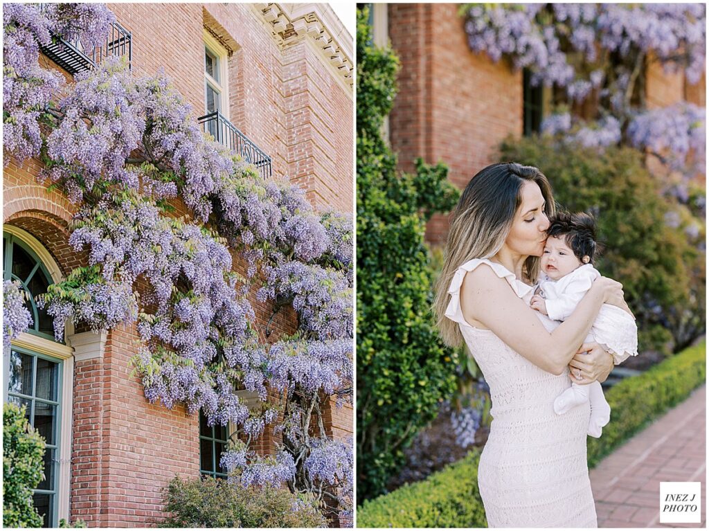 Wisteria at Filoli photographer